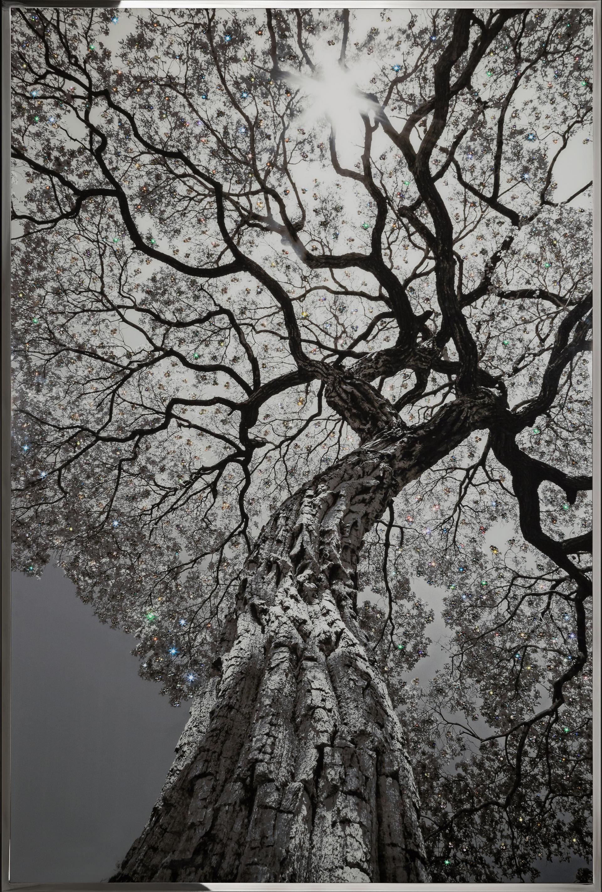 ARBOR ARBOR