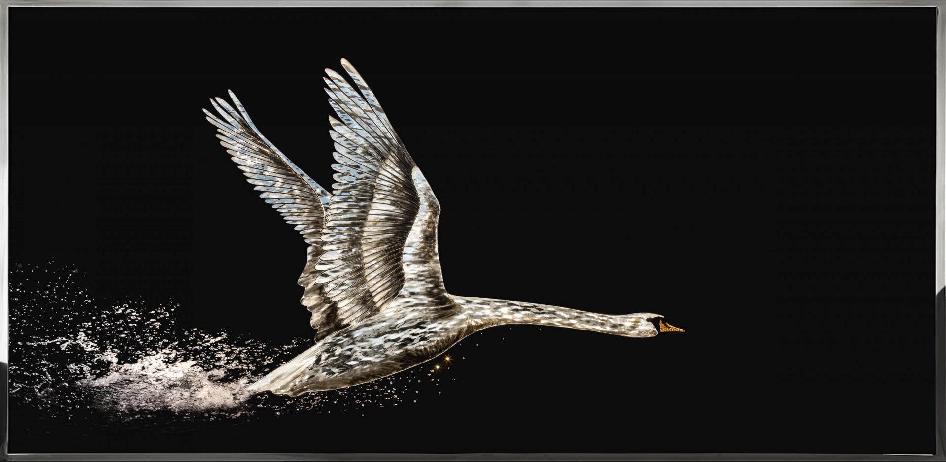SWAN SWAN