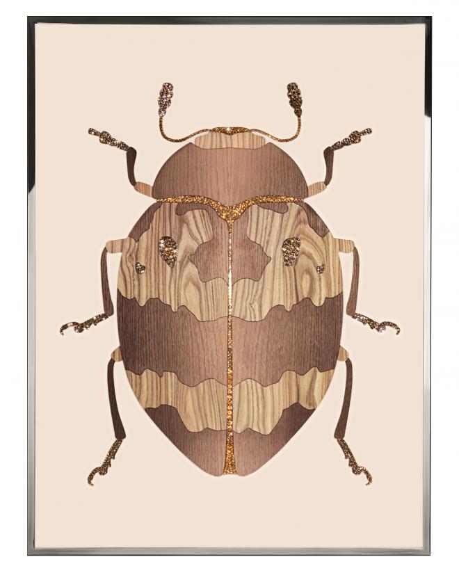 Beetle D