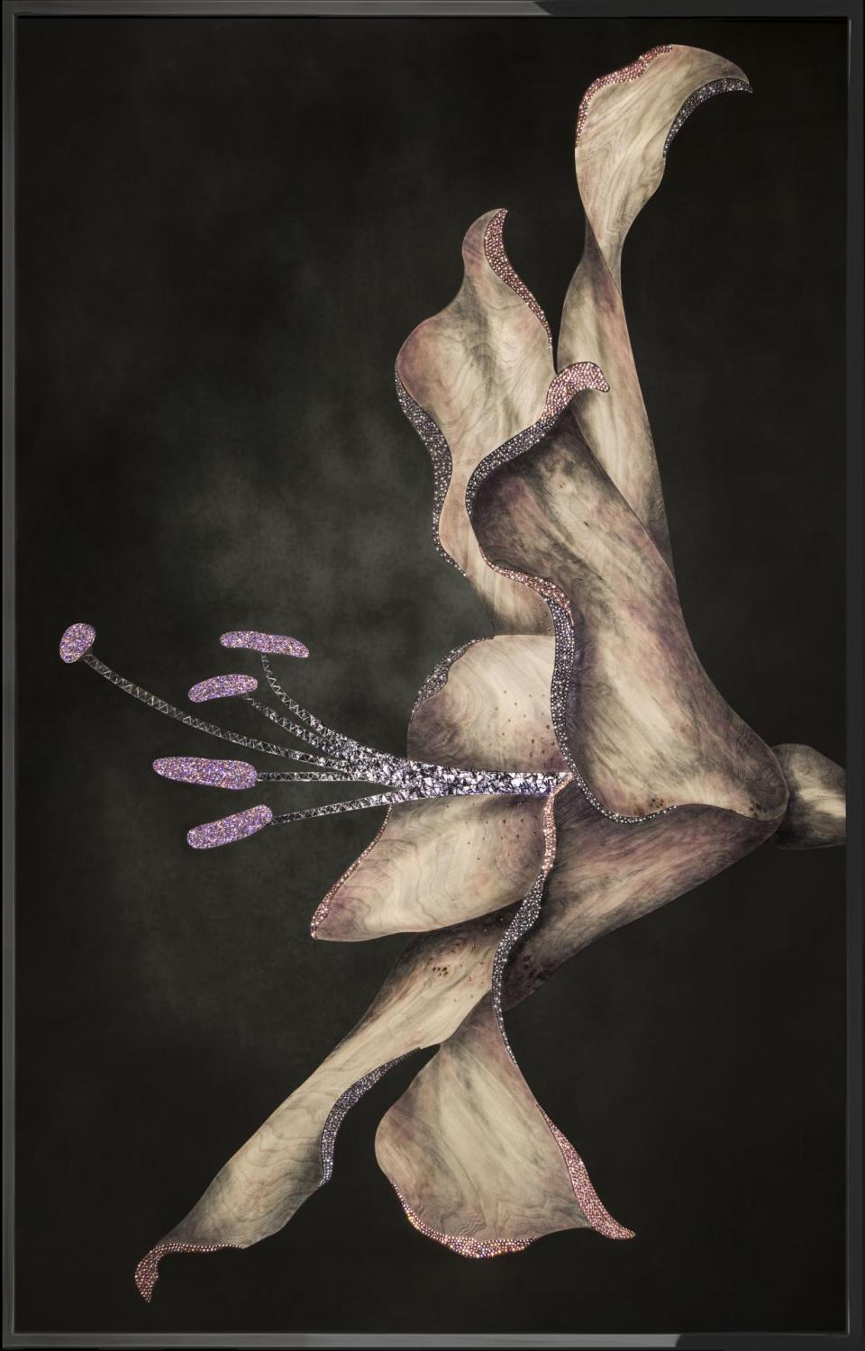 Lilium