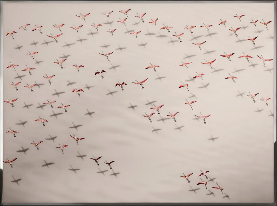 FLAMINGOS FLAMINGOS
